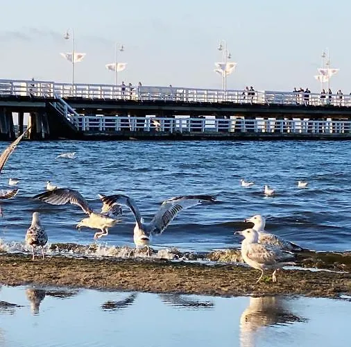 Monte Cassino Glamour By Downtown *